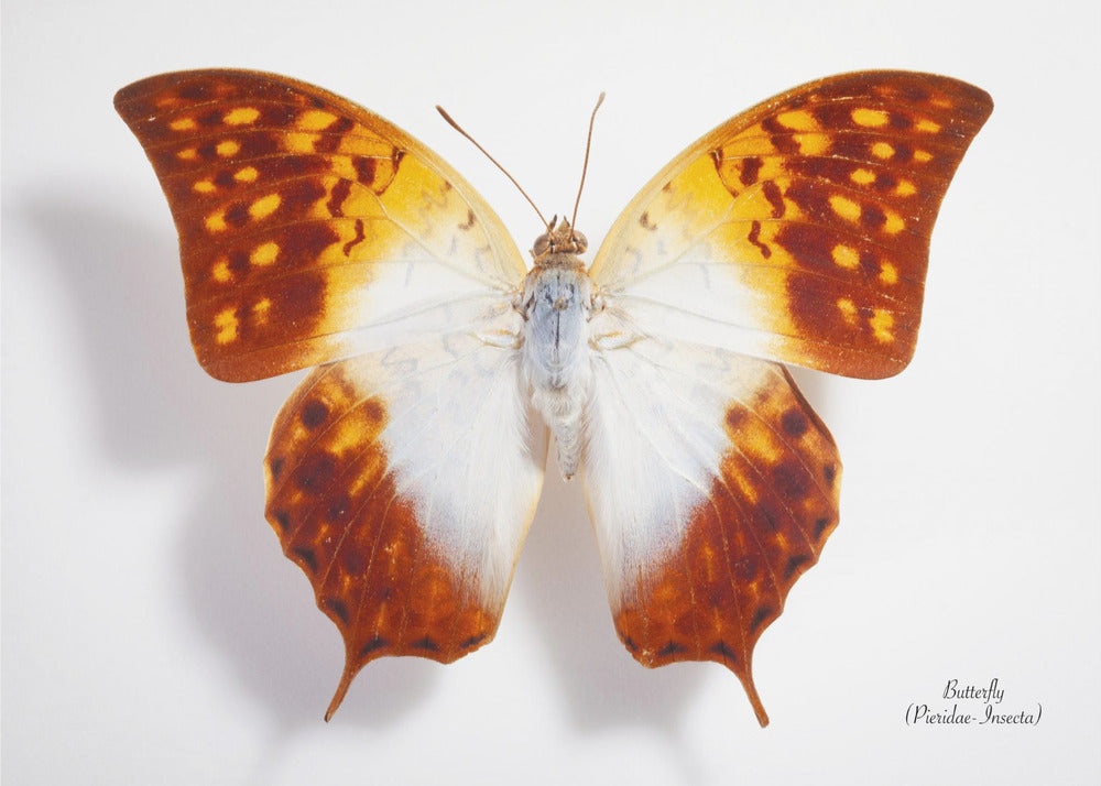 Schmetterling - 4 | Leinwand