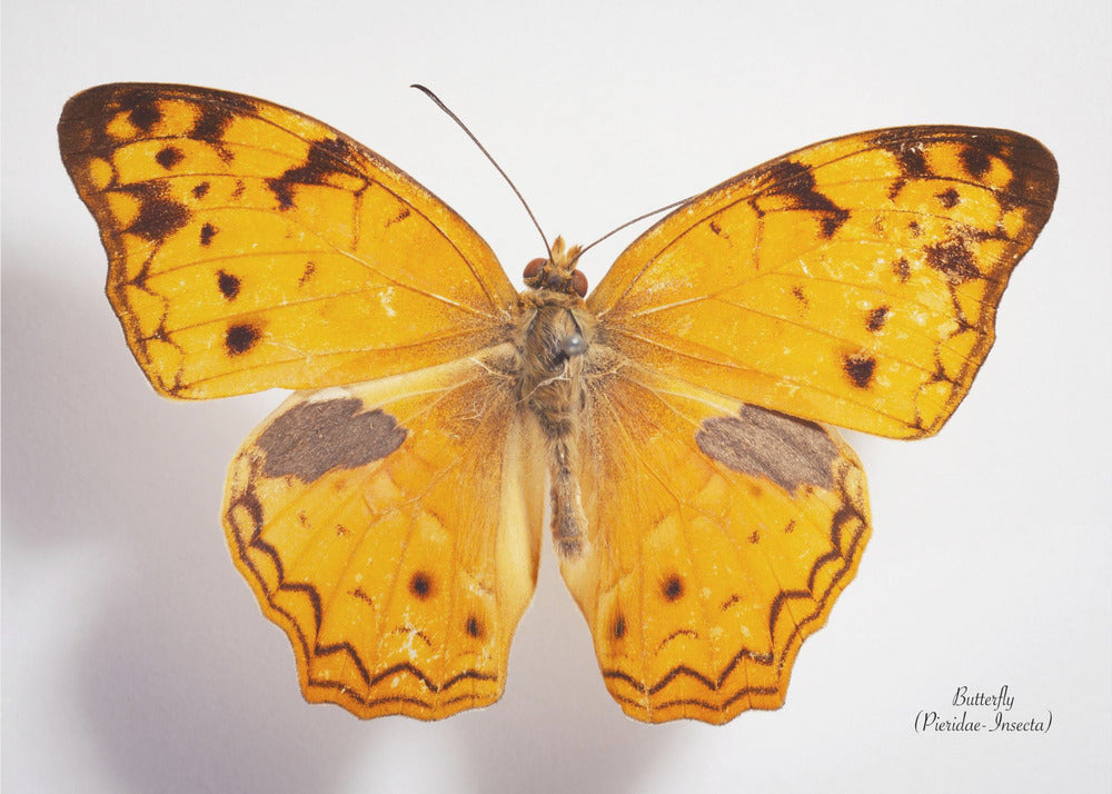 Schmetterling - 10 | Leinwand