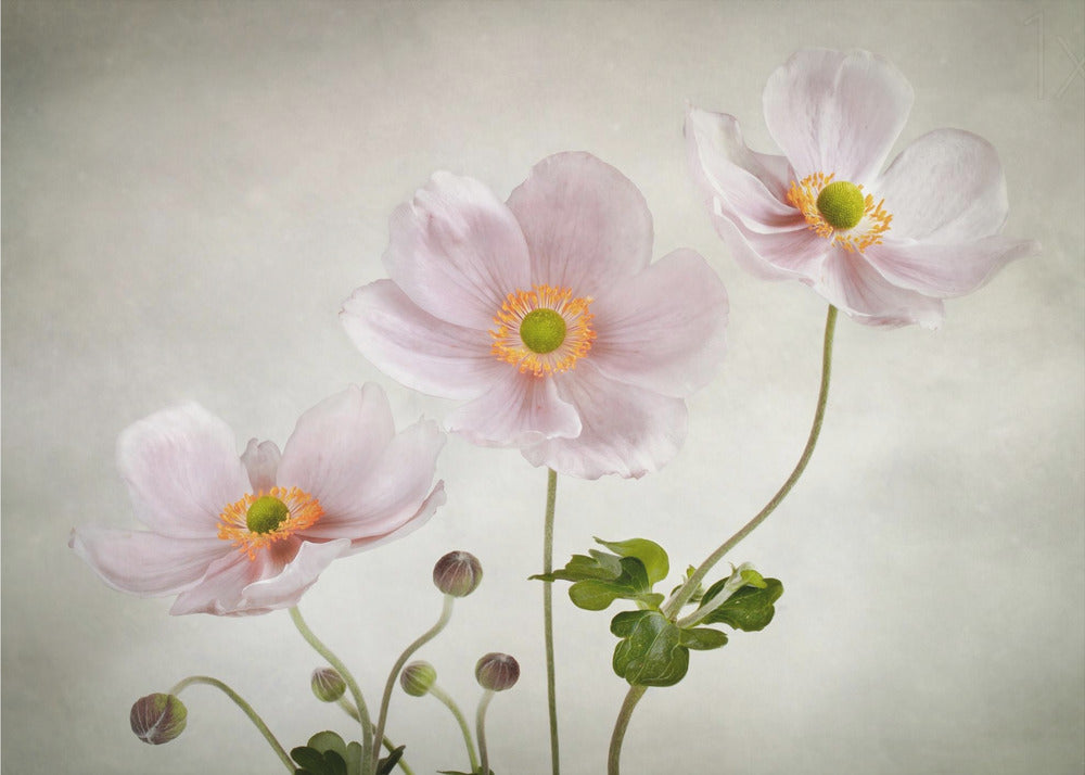 Anemonen | Tapete