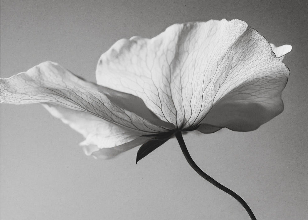Delicate Petal Dance | Poster