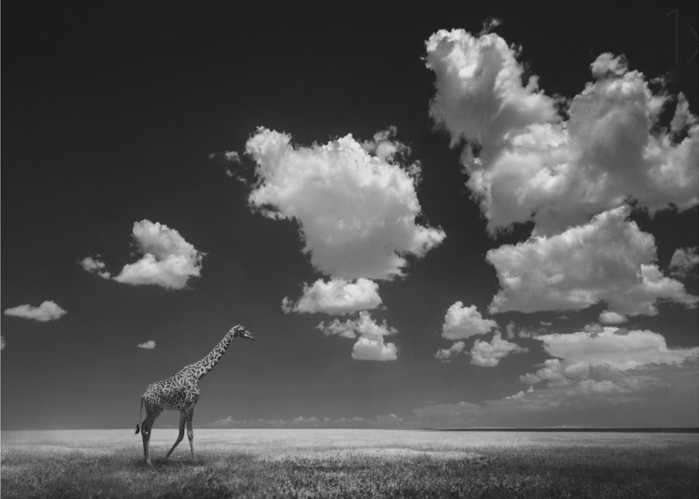 Gone with the Clouds | Canvas