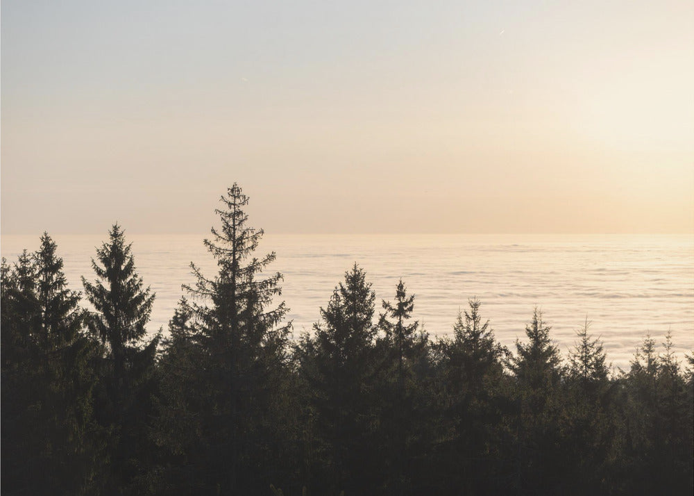 Goldene Stunde 2 | Leinwand