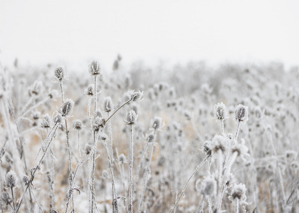 Winterfeld 5 | Leinwand