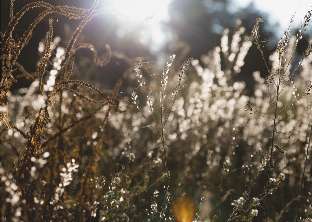 Warmes Winterlicht 7 | Poster