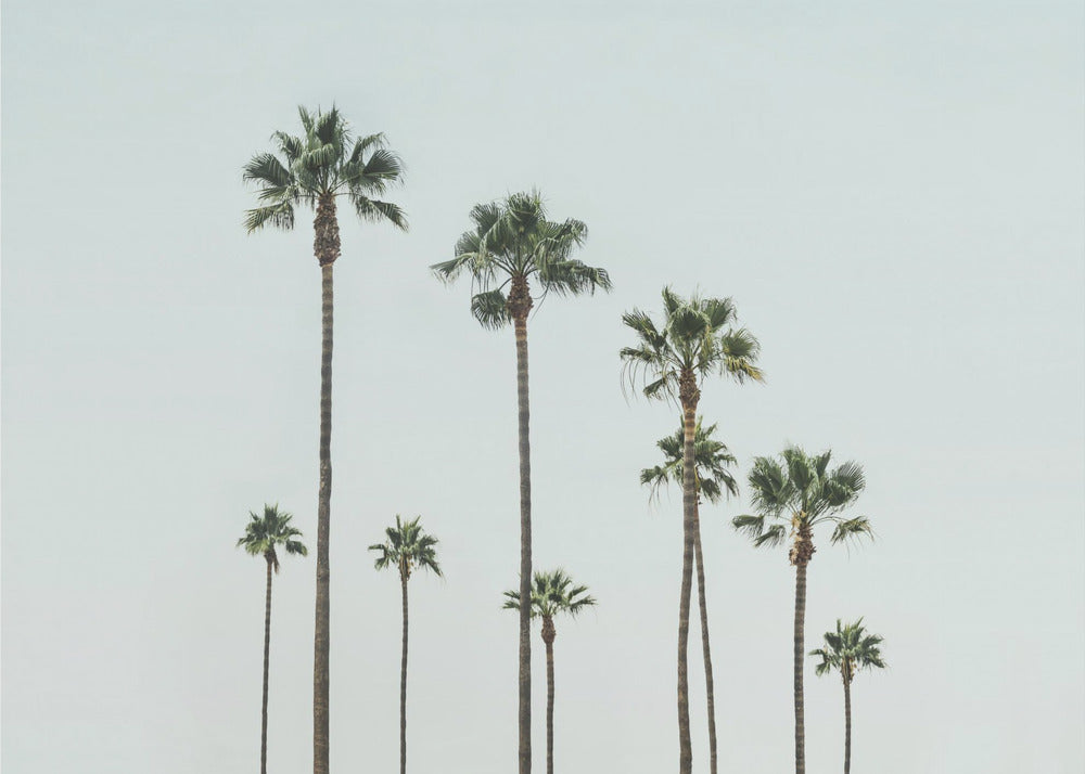 Cali Palms | Leinwand