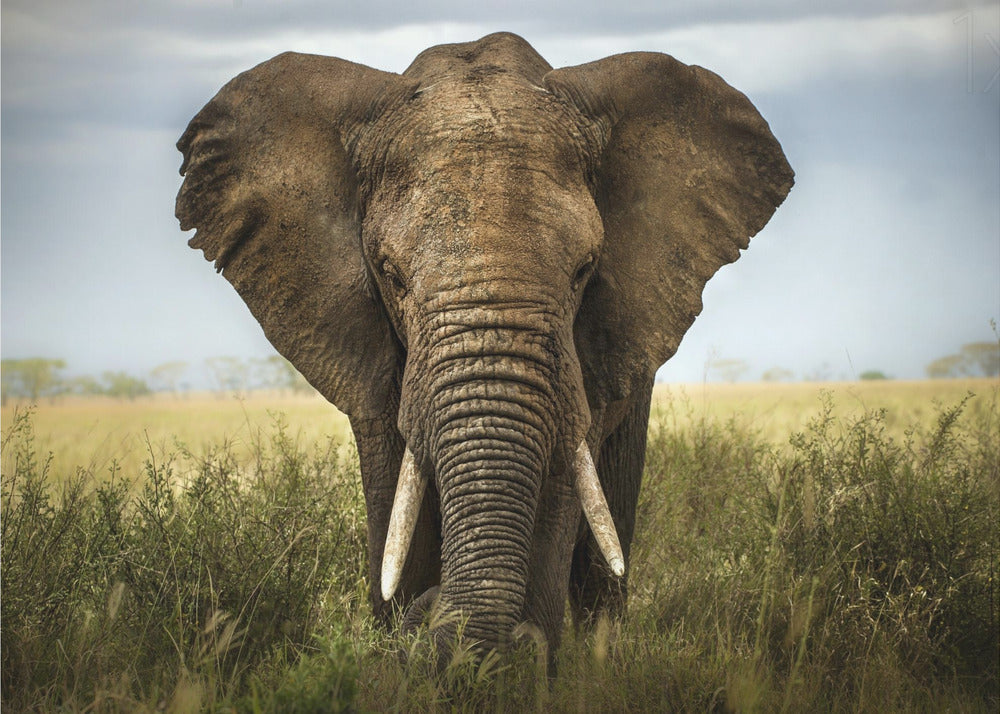 Begegnungen in der Serengeti | Leinwand