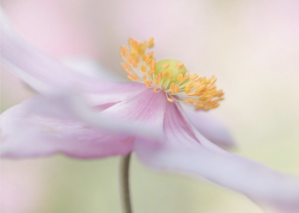 Japanische Anemone | Leinwand