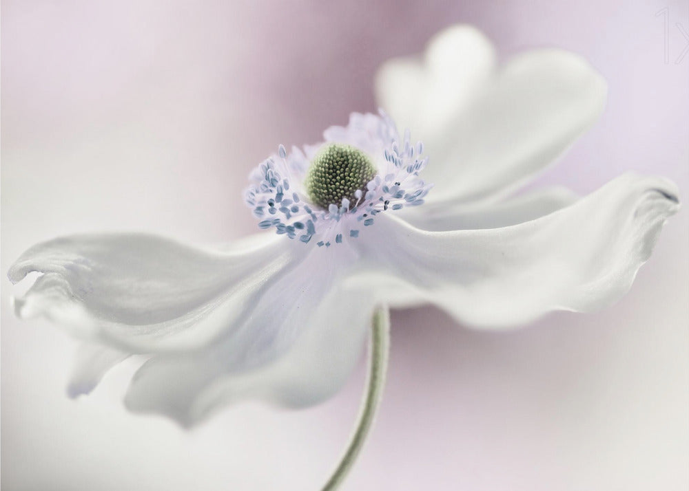 Anemonenbrise | Leinwand