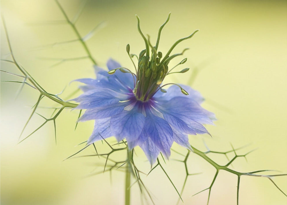 Nigella | Leinwand