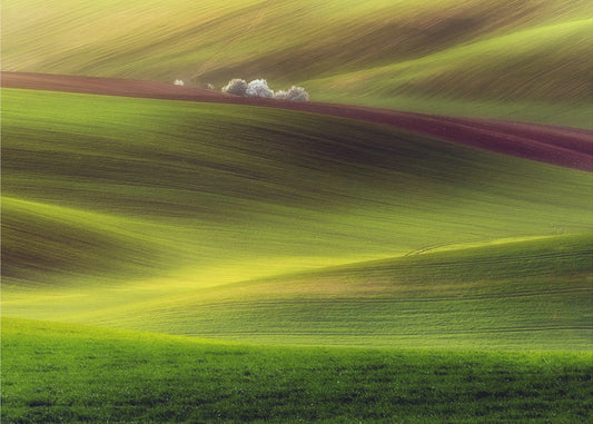 Goldene Felder | Leinwand