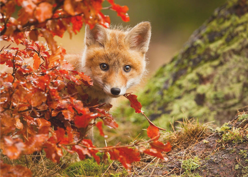 Fuchs | Tapete