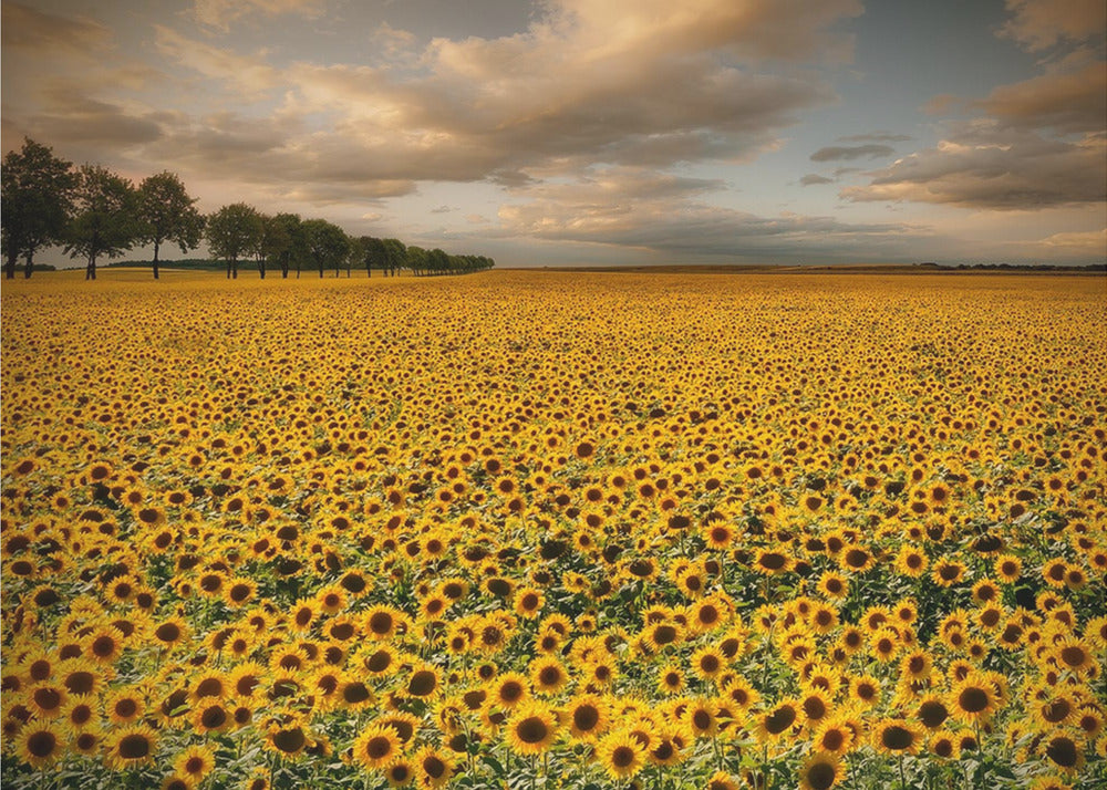 Sonnenblumen | Tapete