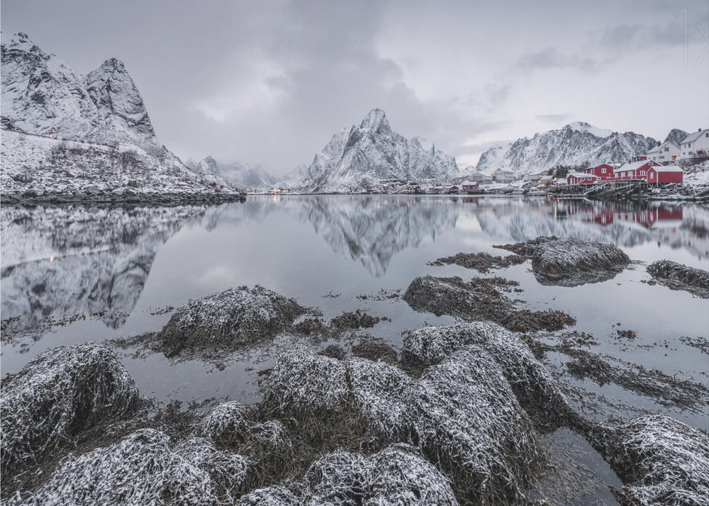 Reine | Tapete