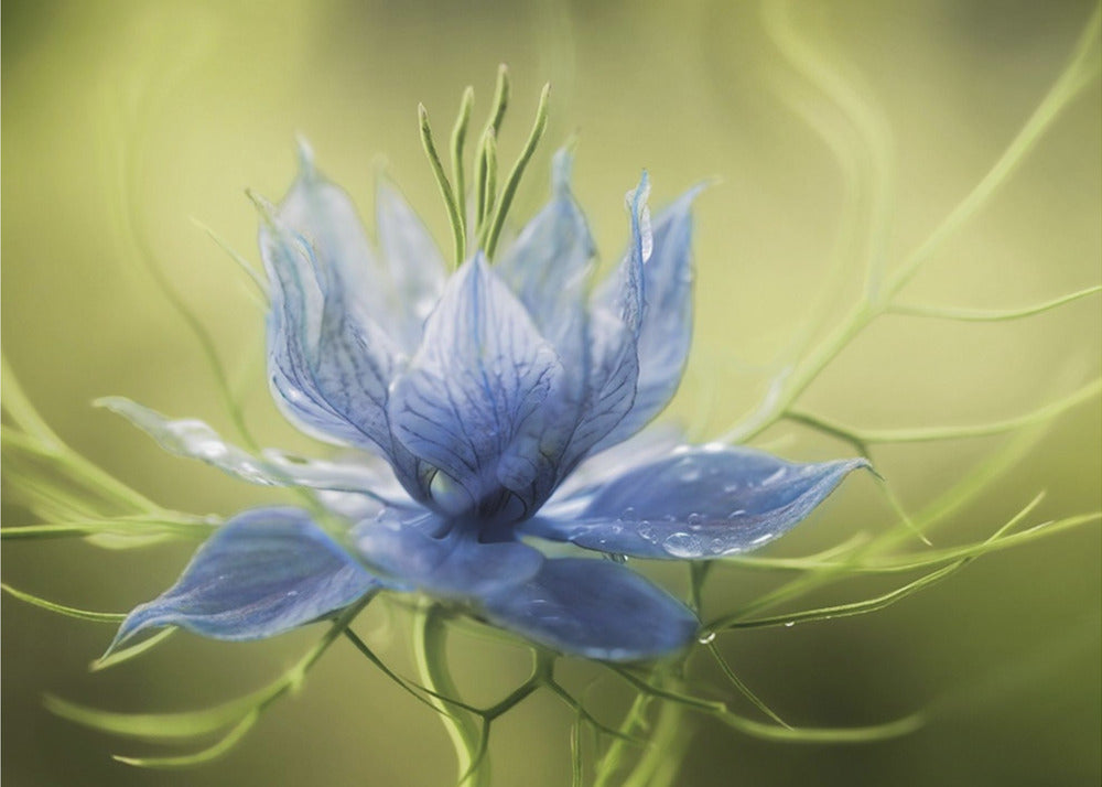 Nigella | Leinwand