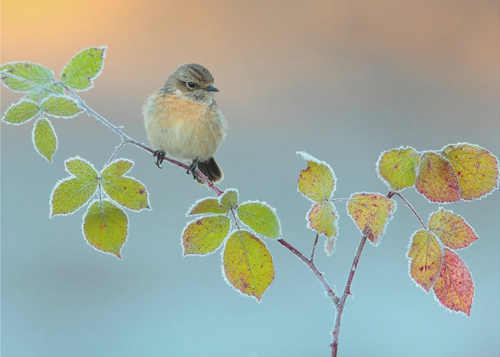 Winterfarben | Leinwand