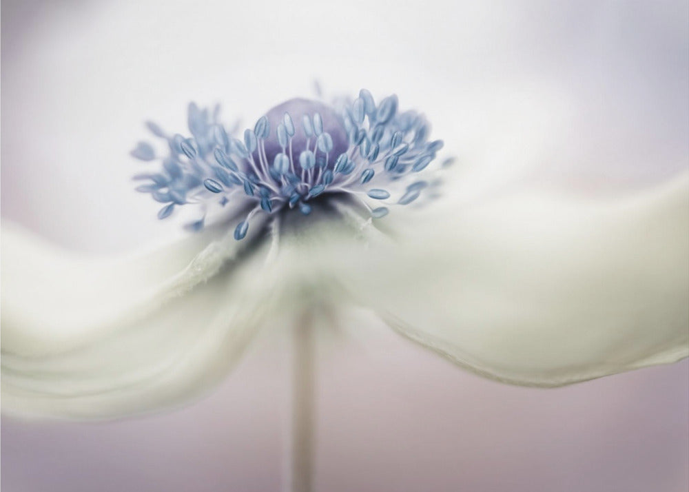 Anemone | Poster