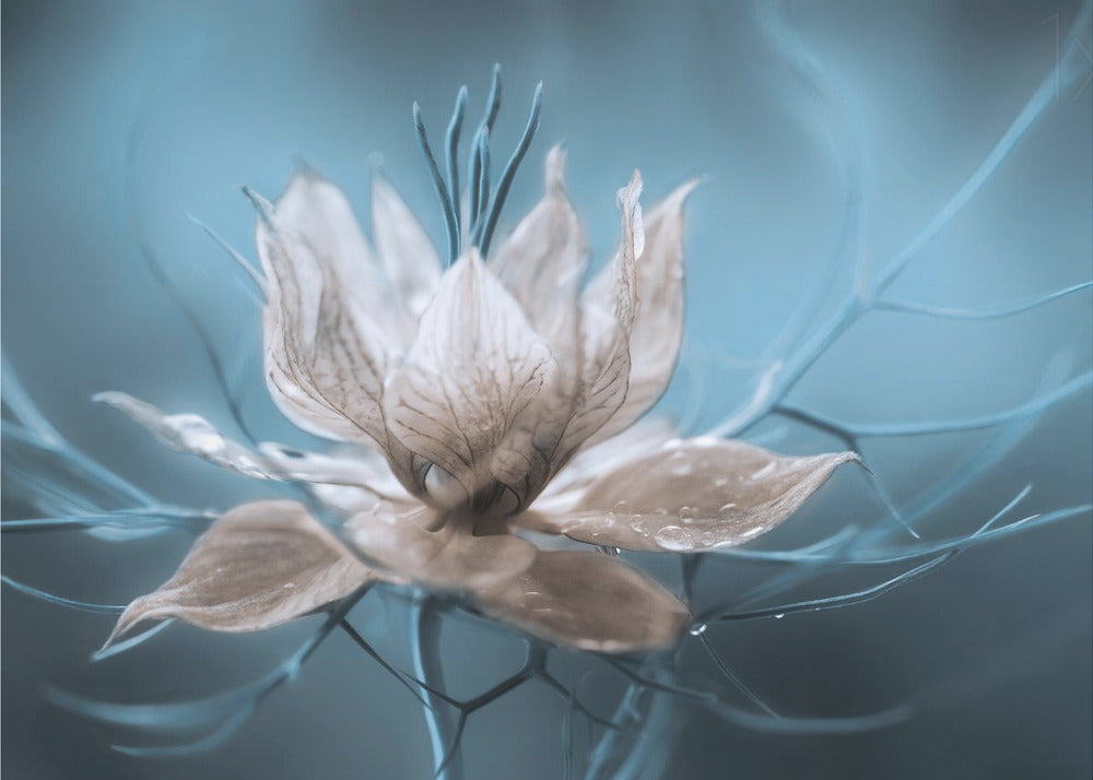 *Nigella* | Leinwand