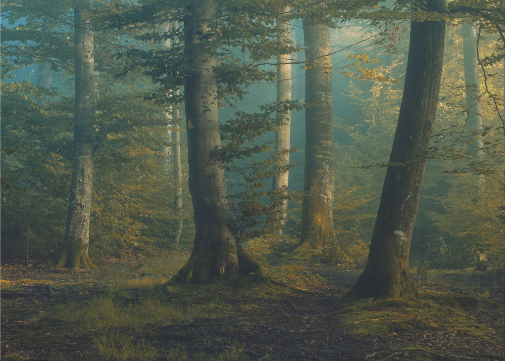 Oktoberfarben | Hintergrundbild