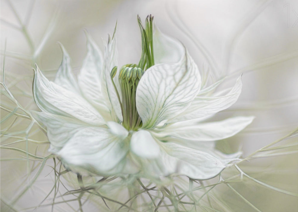 Nigella | Leinwand