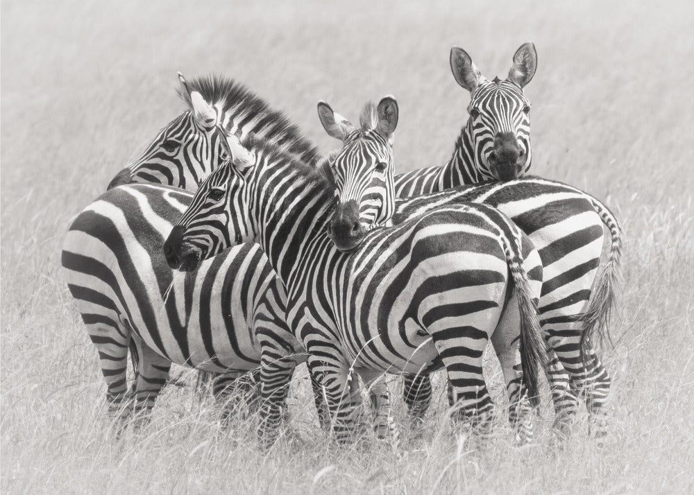 Zebras | Leinwand