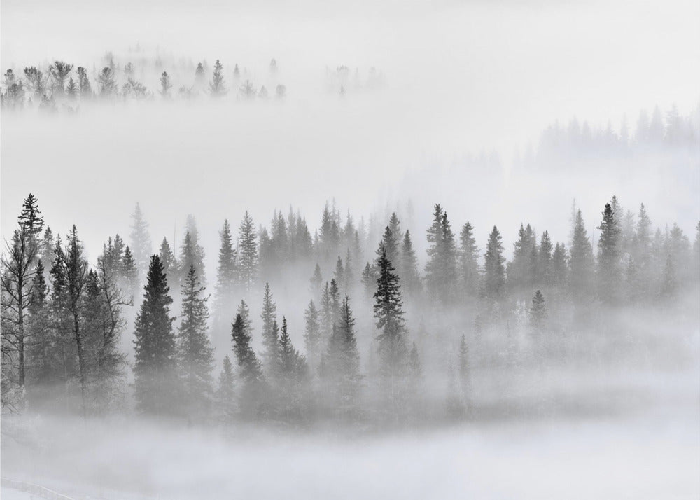 Nebliger Wald | Leinwand