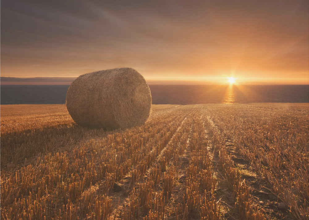 Gold Harvest | Tapete