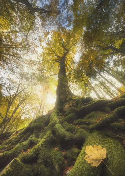 Der Abschied eines Blattes | Leinwand