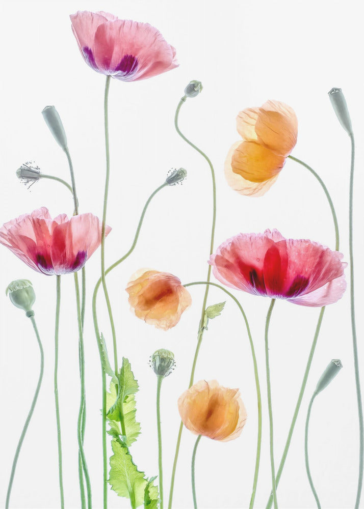 Mohnblumen | Leinwand