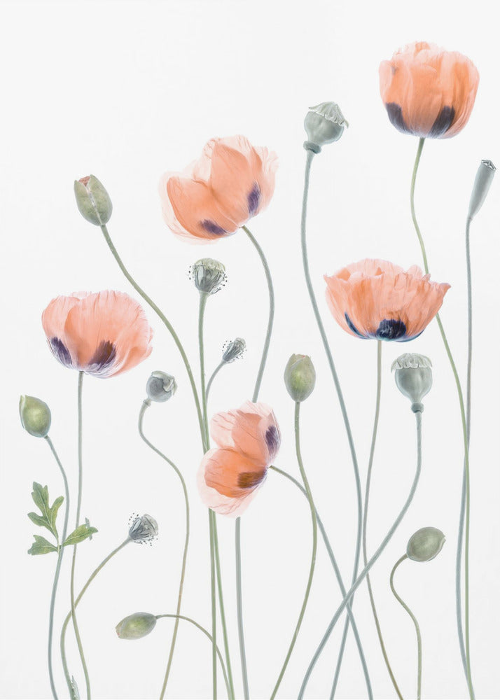 Mohnblumen | Leinwand