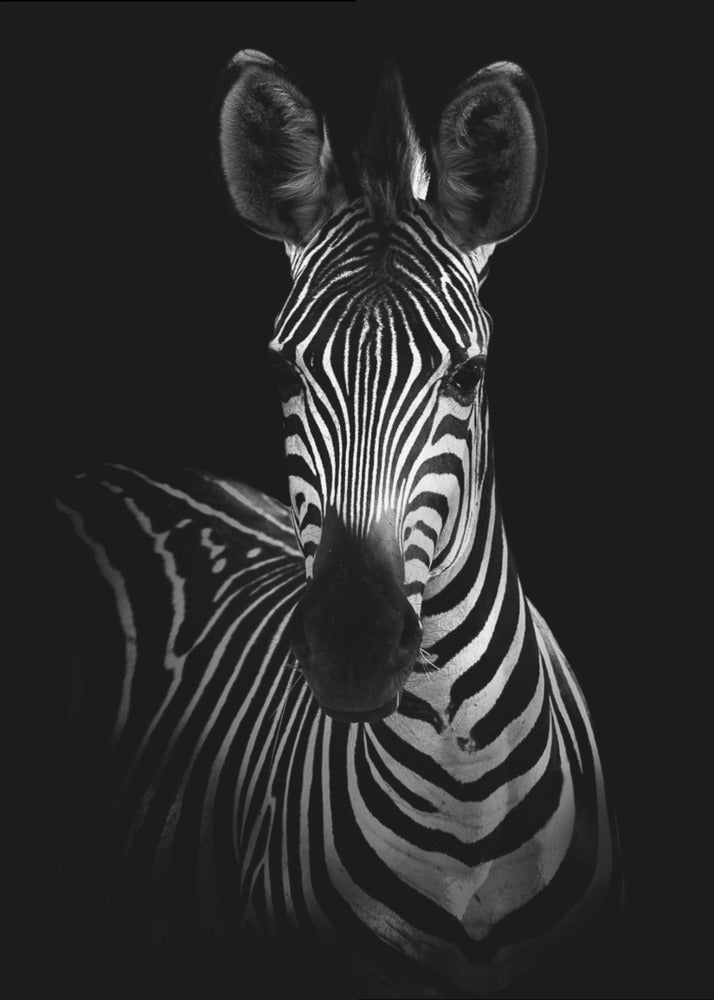 Das Zebra | Leinwand