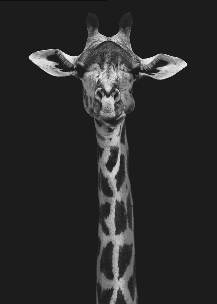 Giraffenportrait | Leinwand