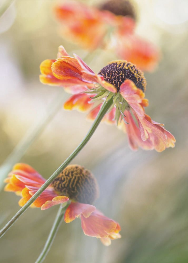Helenium* | Leinwand