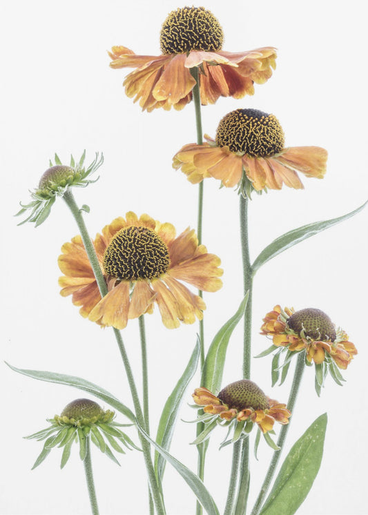 Helenium | Leinwand