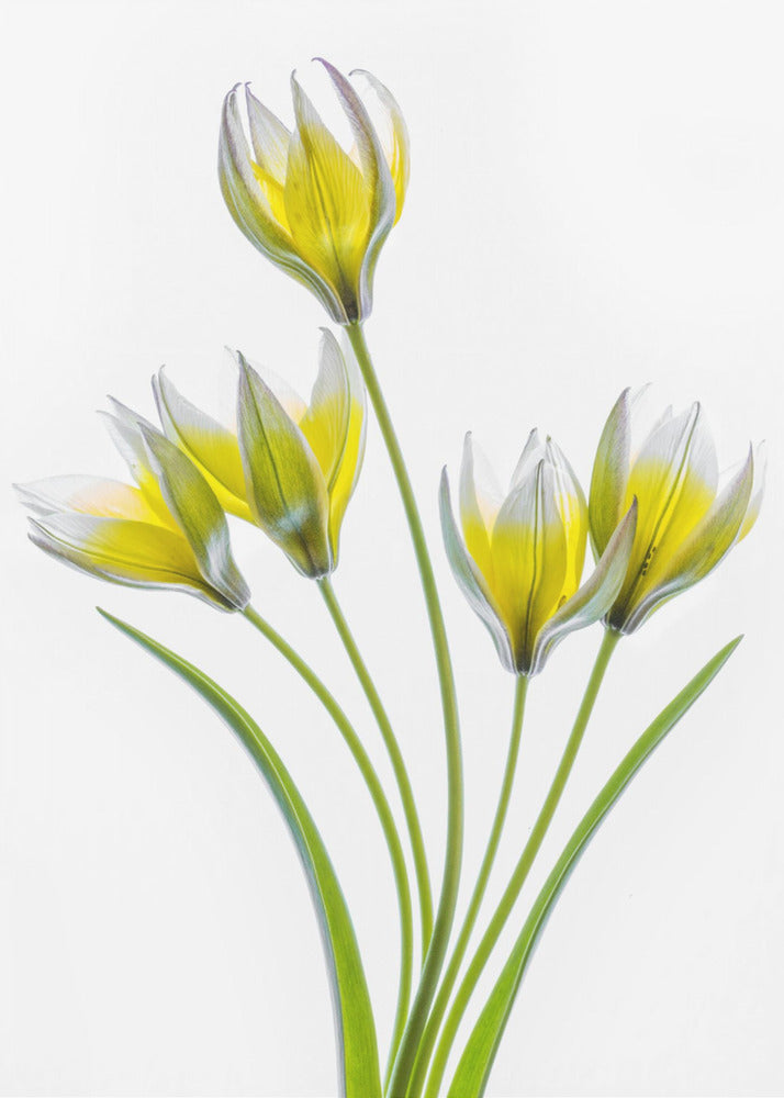 Tulipa | Leinwand