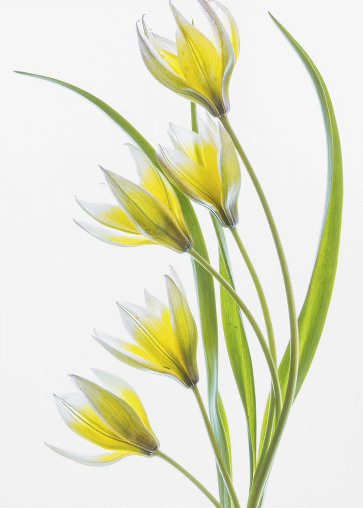 ~Tulipa | Leinwand