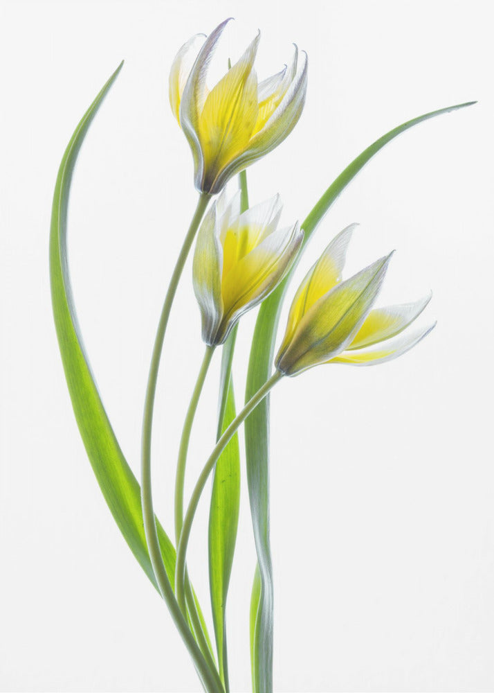 ~~Tulipa~~ | Leinwand