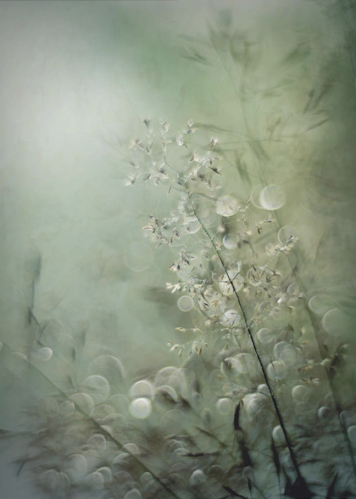 Grasses | Poster