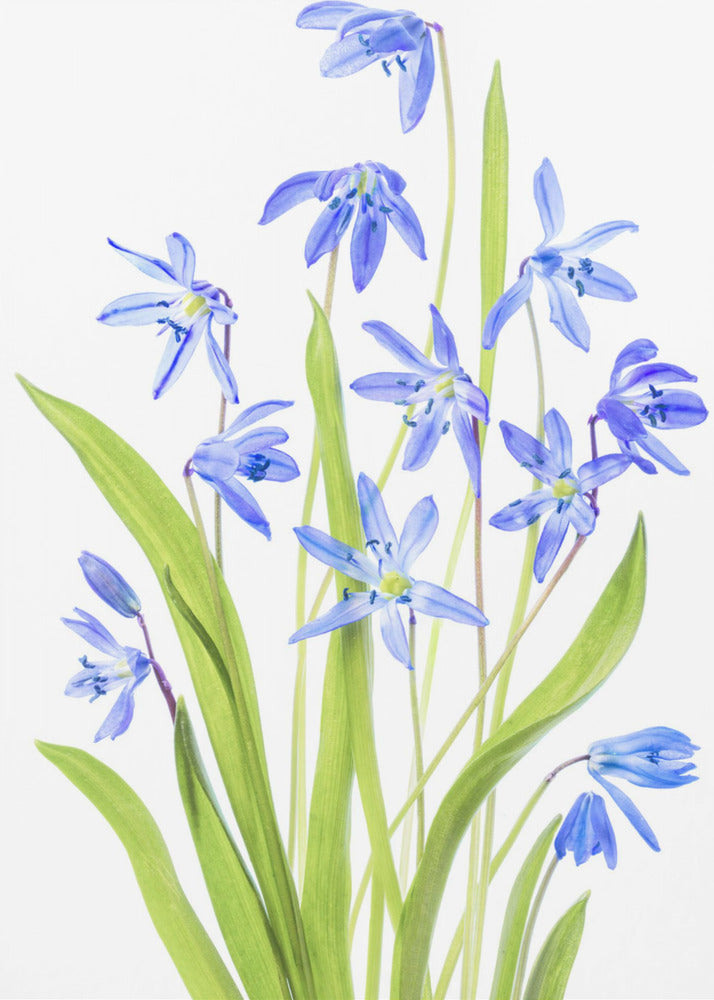 Scilla | Poster