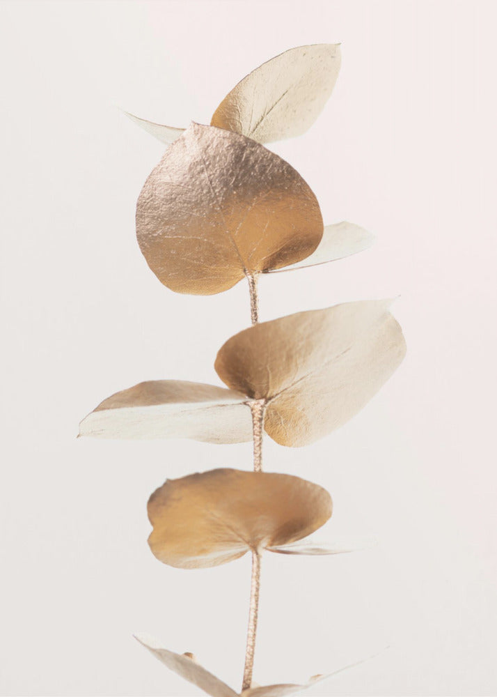 Eukalyptus Gold Nr. 06 | Poster