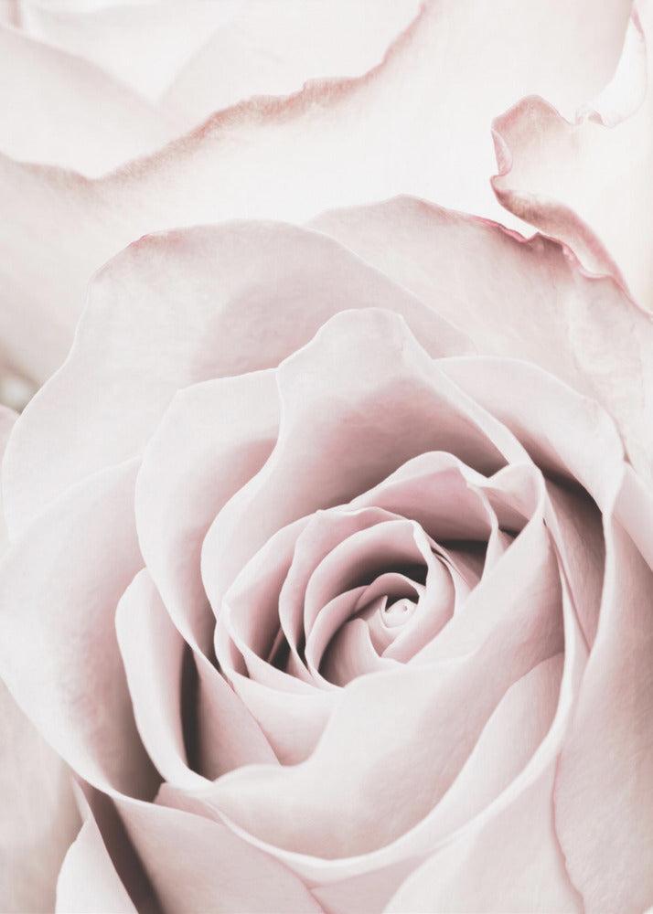 Rosa Rose Nr. 05 | Leinwand
