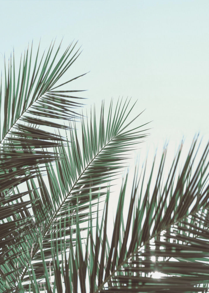 Palmblätter, Himmel_1 | Leinwand