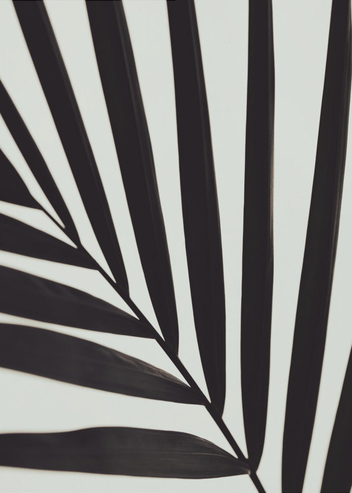 Grafik Palmblatt_1 | Leinwand