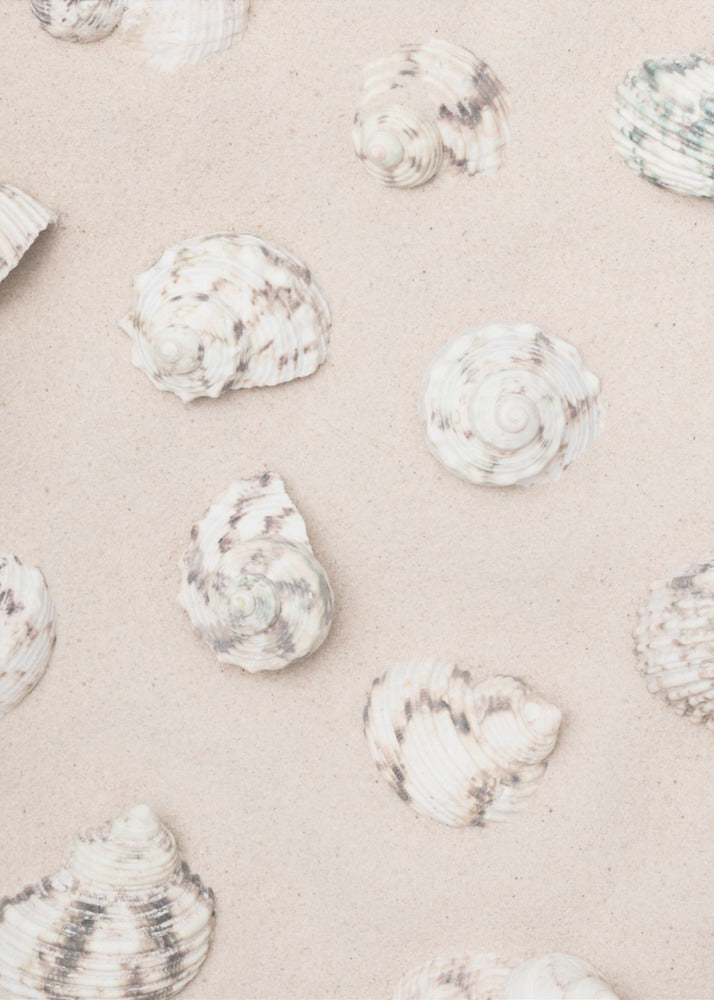 Muscheln_2 | Poster