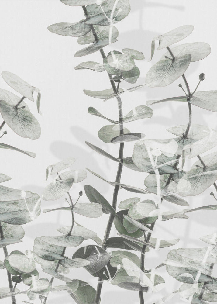 Eukalyptus_001 | Poster