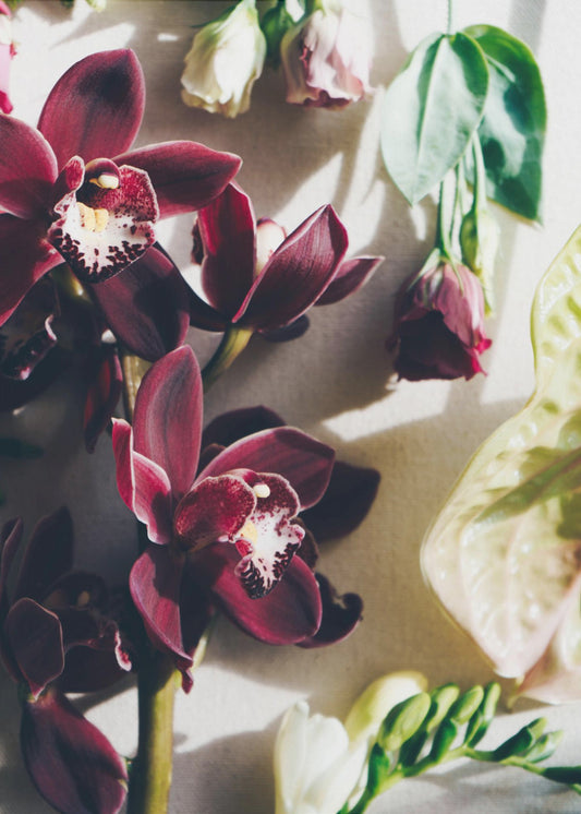 Orchid Elegance | Canvas