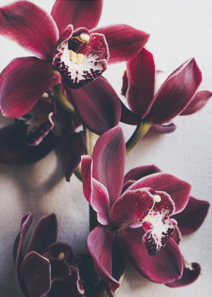 Orchideen-Eleganz | Leinwand