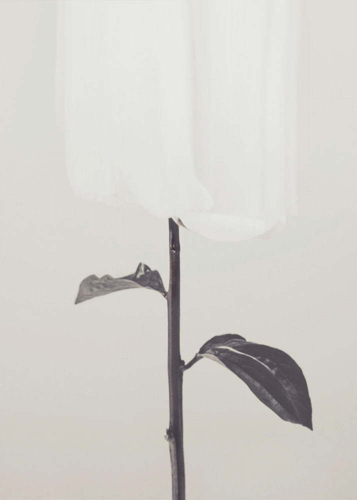Pfingstrose 18 | Poster