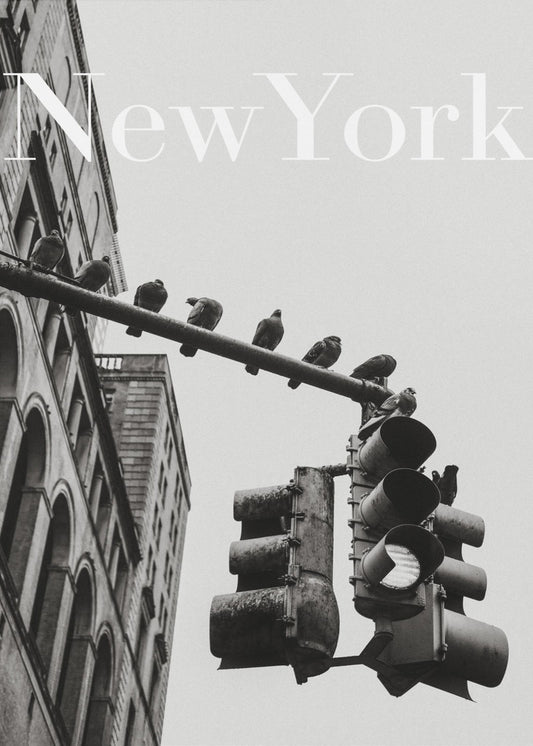 NYC Tauben | Leinwand