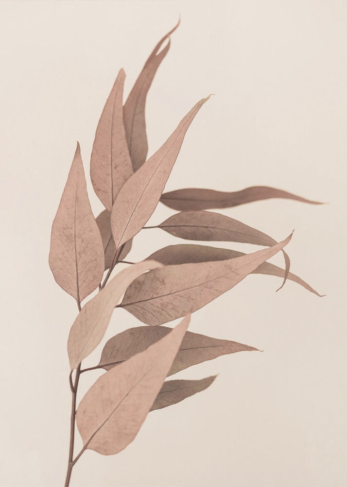 Getrockneter Eukalyptus | Leinwand