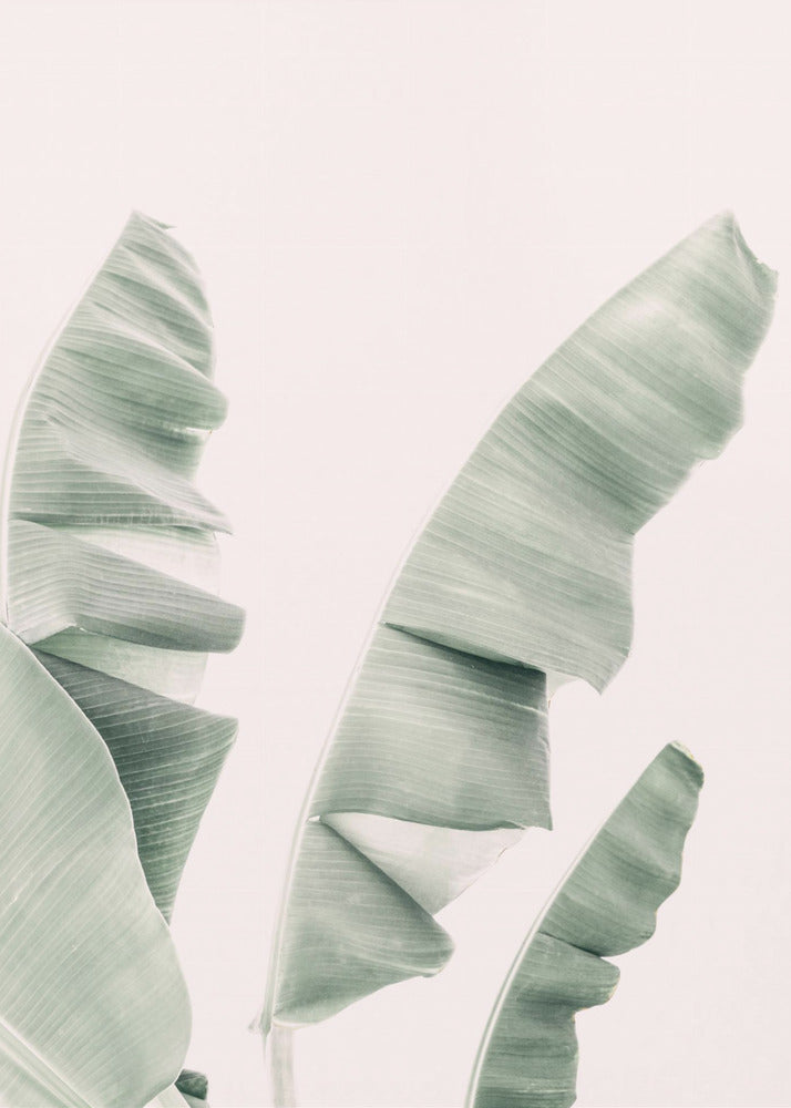 Blush Bananenblätter | Leinwand